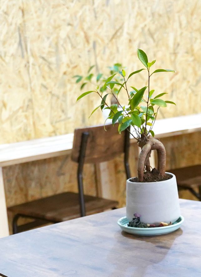 テーブルの上に観葉植物